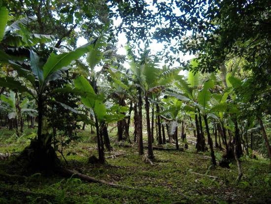 Costa Rica Bananen Plantage