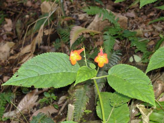 Tropische Blüte im Regenwald von Costa Rica