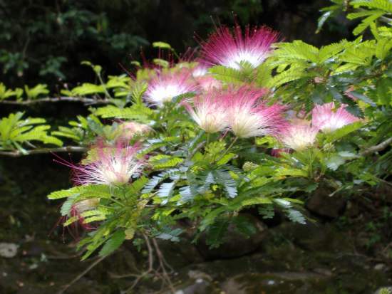schöne Blüten im Nationalpark Rincon de la Vieja, Costa Rica