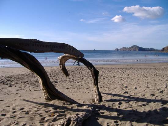 alter Baum am schönen Playa Hermosa-Strand in Costa Rica