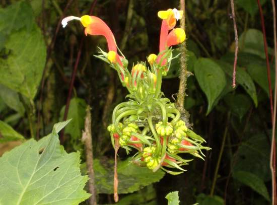 schöne Flora in einem Nationalpark in Costa Rica