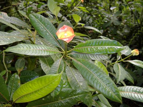 tropische Pflanze in einem Nationalpark in Costa Rica