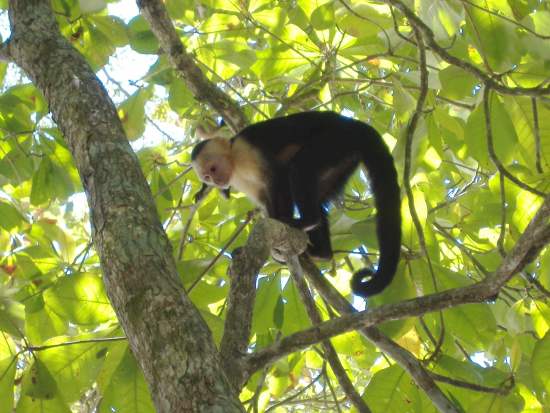 ein fast zahmer Affe im Manuel Antonio-Nationalpark, Costa Rica