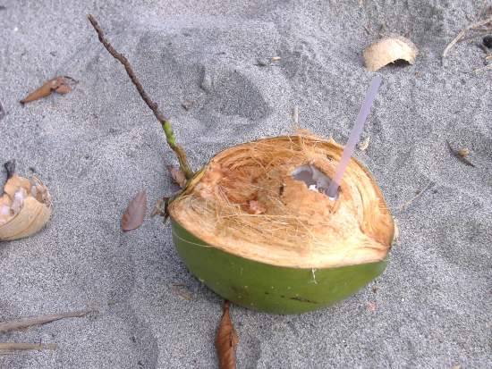 Frische Kokosnuss am Strand von Manuel Antonio, Costa Rica