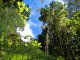 Regenwald mit hohen Bäumen in Costa Rica