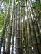 Bambus-Pflanzen in Costa Rica