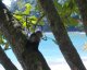 Affen im Manuel Antonio-Nationalpark (Costa Rica)